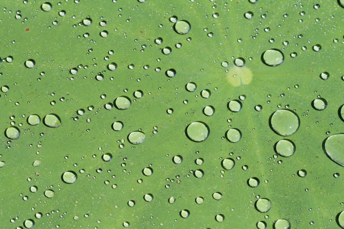 Nahaufnahme von Wassertropfen auf einem grünen Lotusblatt.